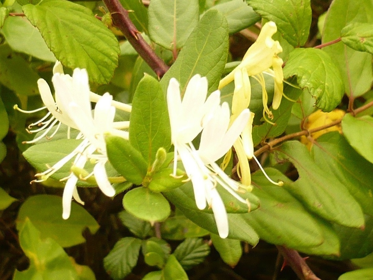 Lonicera japonica (Caprifoliaceae)
